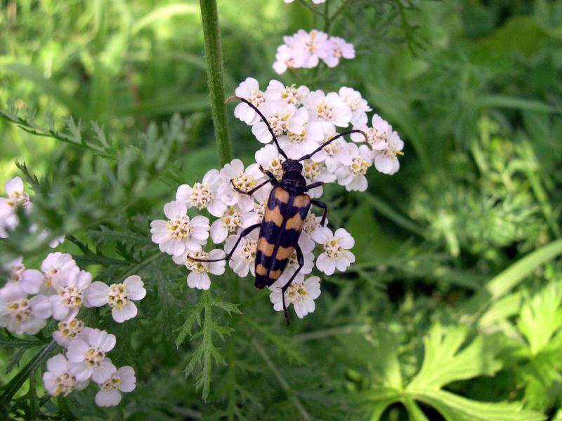 Coleotteri in Val di Tures